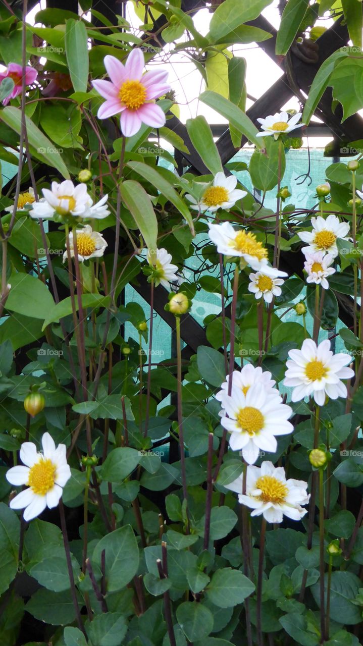 Wall of plants. Wall of plants full of flowers