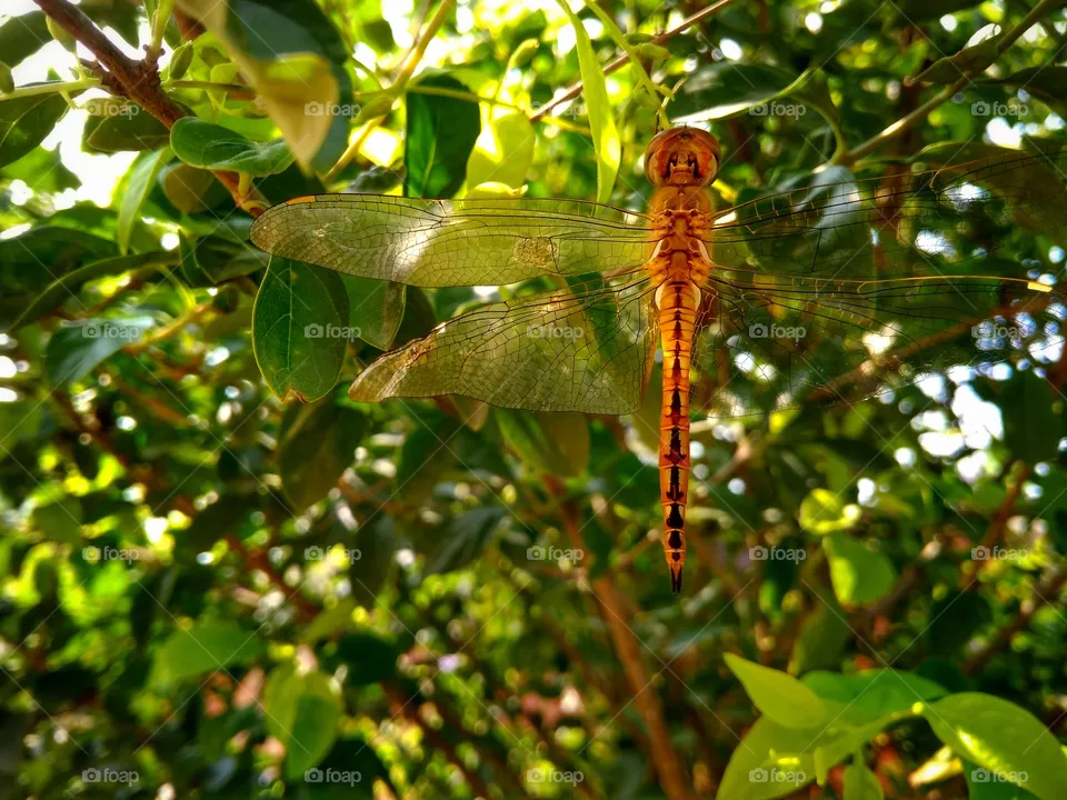 Dragonfly
