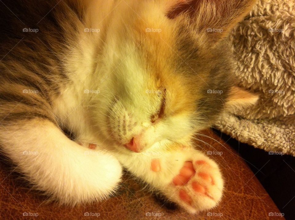 Sleeping kitty