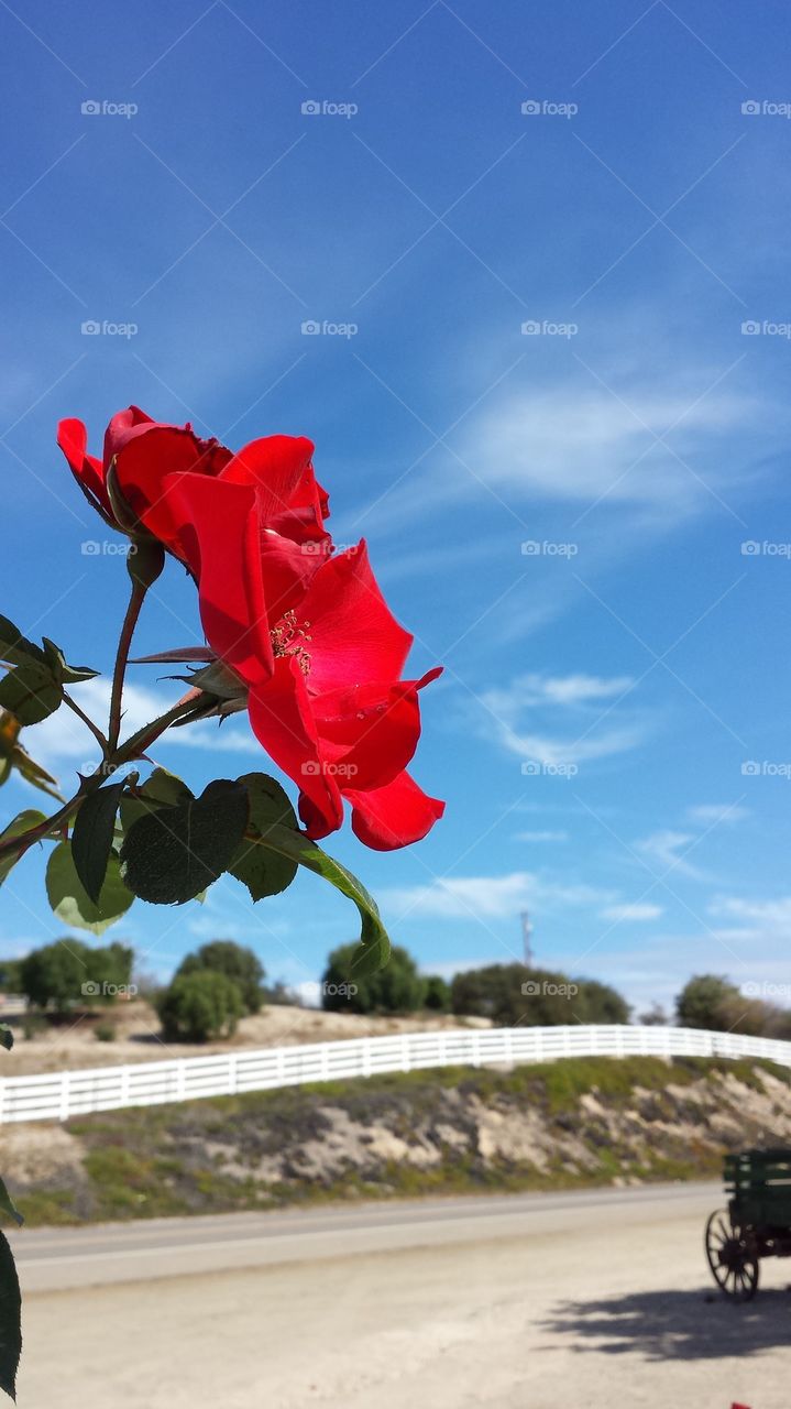 single petal red rose