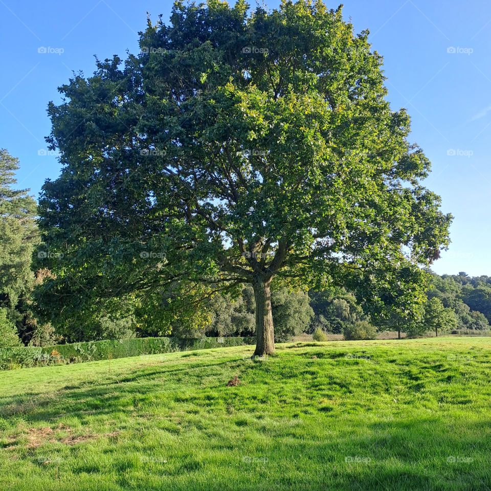 large green tree on grass with blue sky. full bloom, leaves. foliage