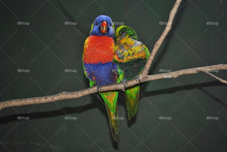 Colorful parrots in Bush Gardens, Fl