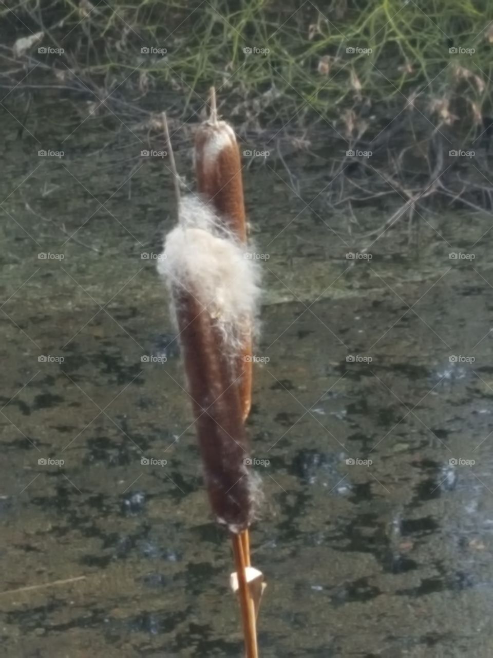 bullrush