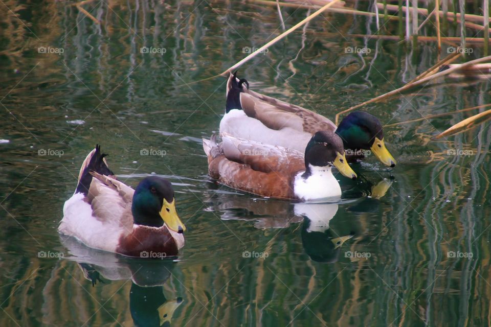 Three Ducks on a Lake