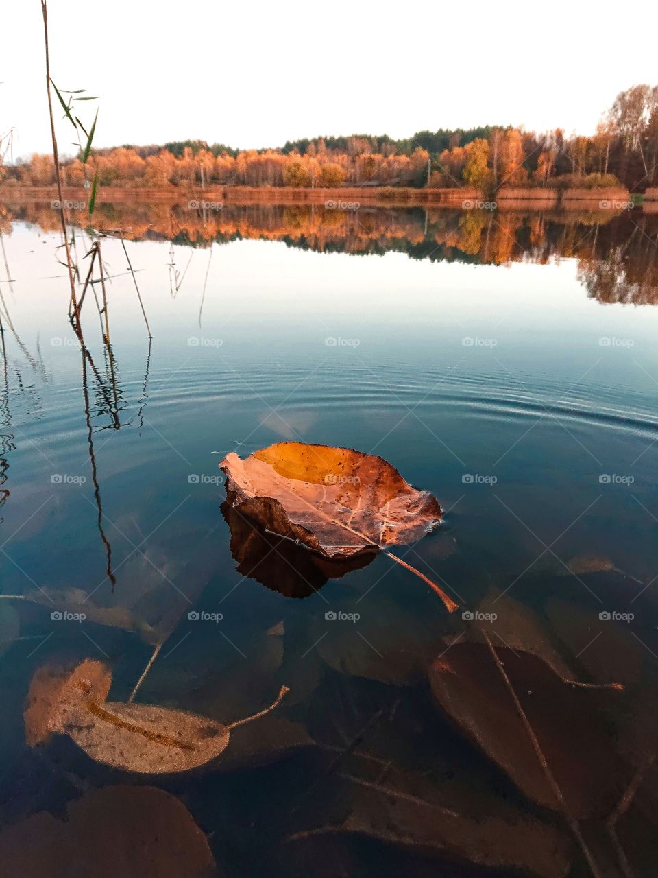 Autumn leaf