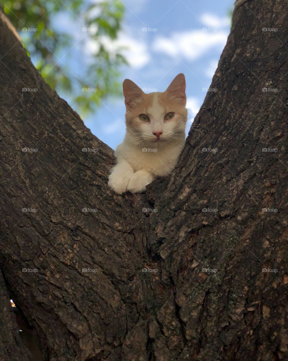 Cute cat in a tree photo by iPhone X portrait mode 