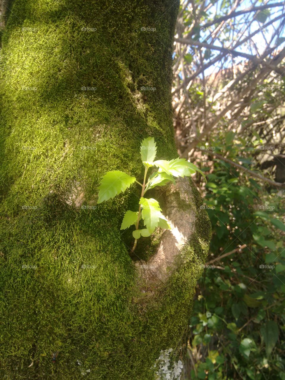 the great tree with your new little plant