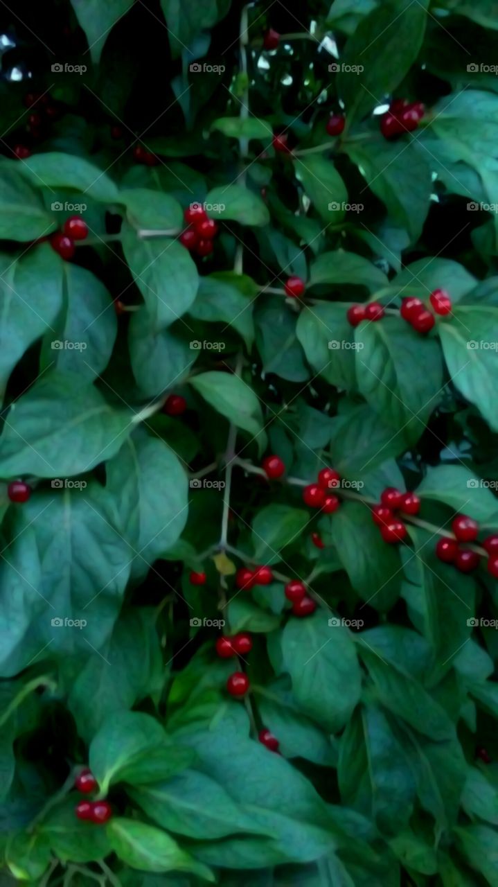 red berries