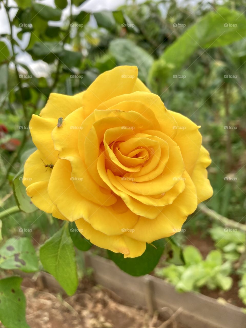 🌹 🇺🇸 Very beautiful flowers to brighten our day.  Live nature and its beauty. Did you like the delicate petals? / 🇧🇷 Flores muito bonitas para alegrar nosso dia. Viva a natureza e sua beleza. Gostaram das pétalas delicadas? 