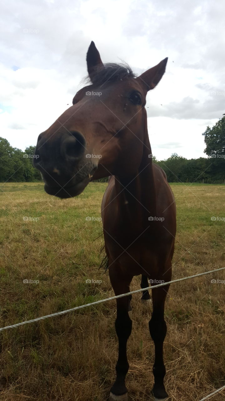 France horse