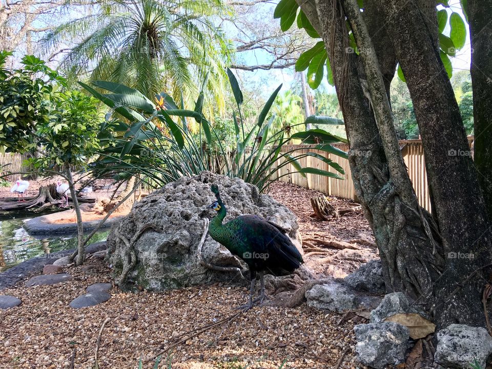Peacock in the Garden