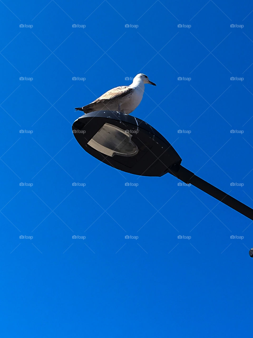 Rasting seagull