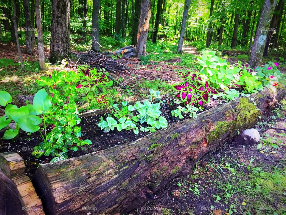 Forest gardens