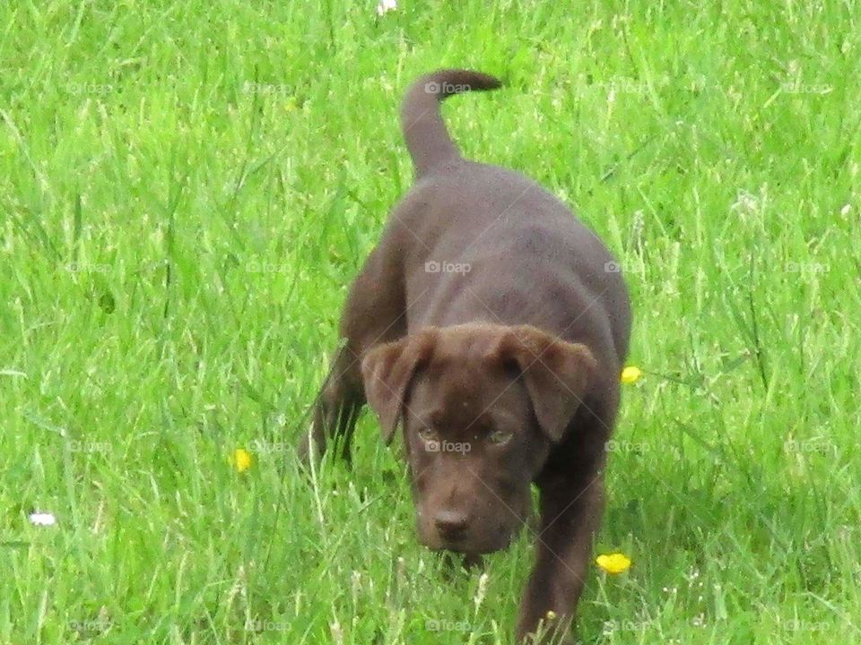 Chocolate Brown Labrador...