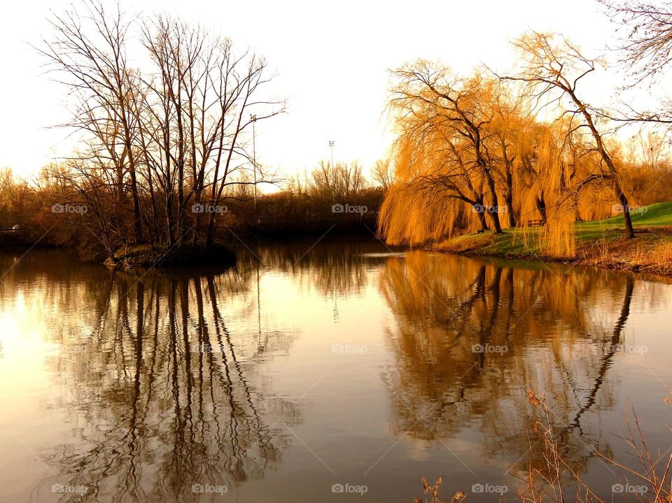 Reflection of trees in water