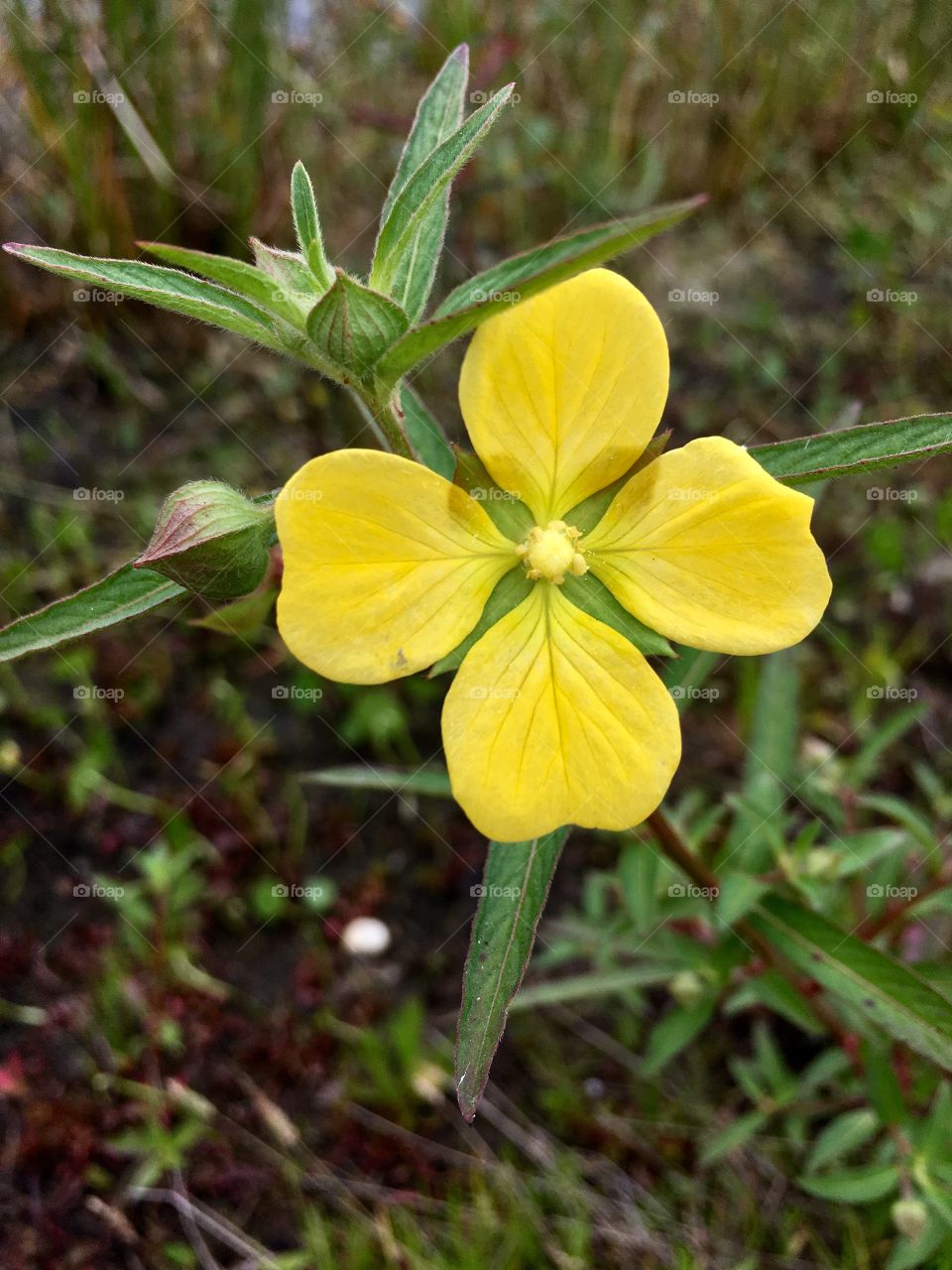 Yellow flower alone in a grass field 