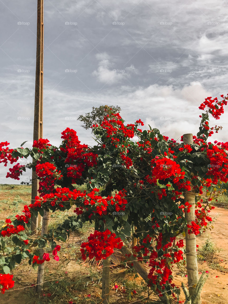 nature reinvents itself