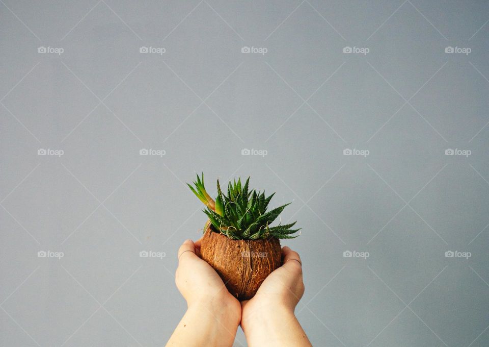 holding a succulent in a coconut pot