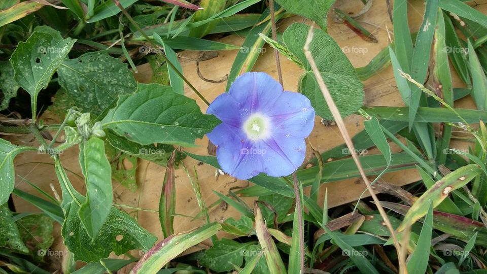 Blue Morning Glory