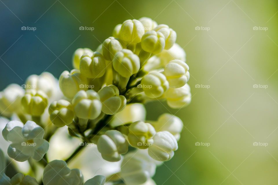 White lilac