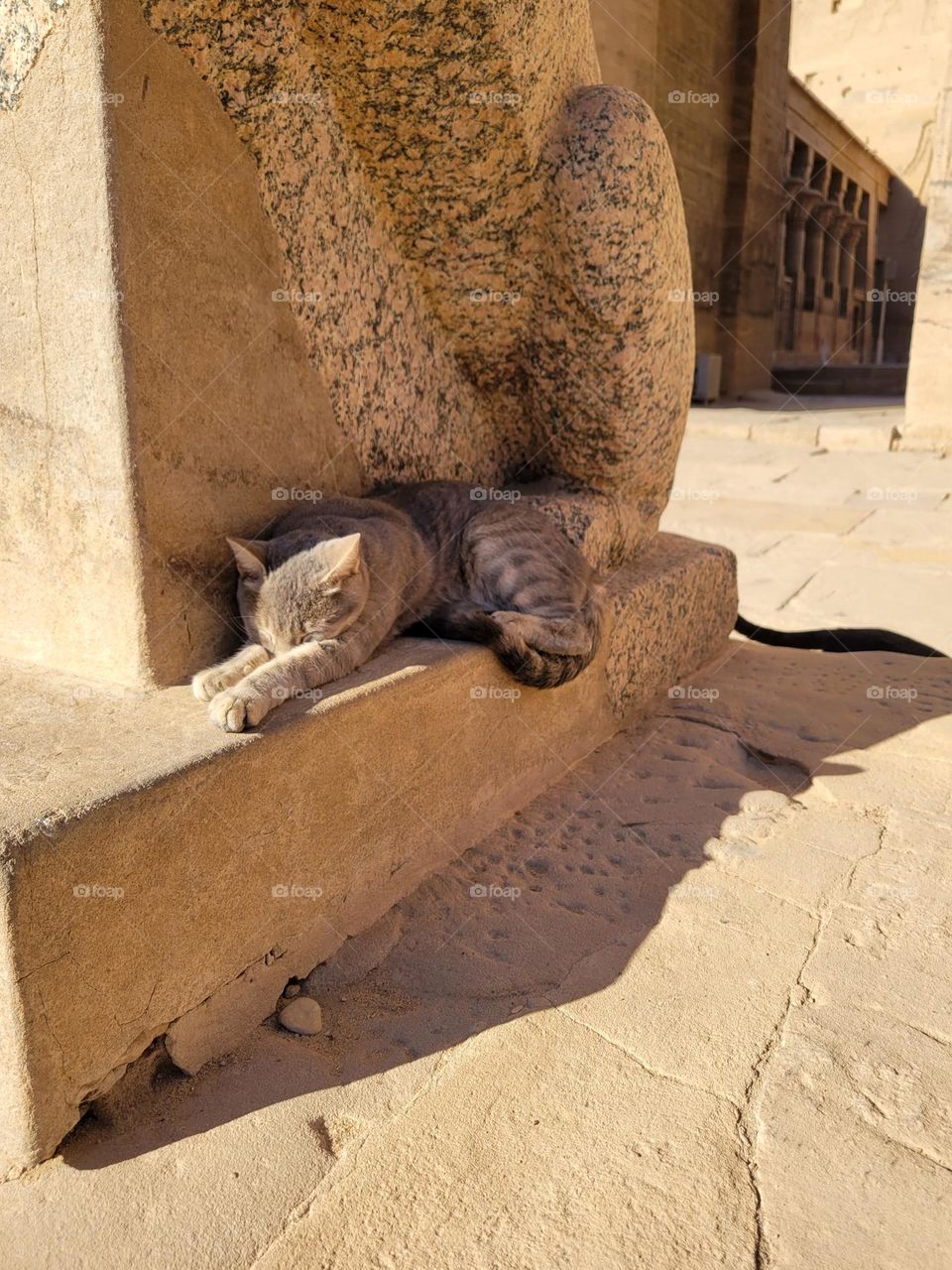 Cat Sunbathing at Philae Temple Ashwan Egypt