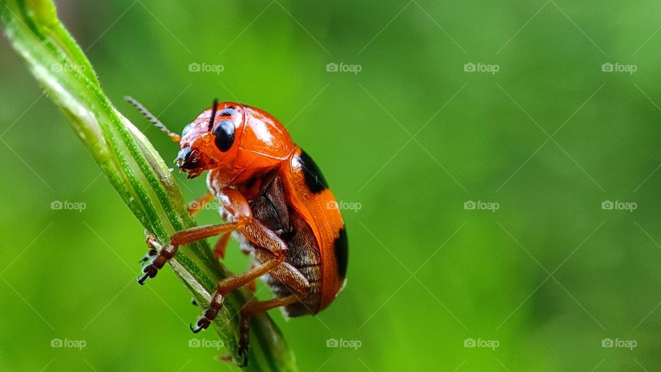 Not a Ladybug! Beautiful Monocesta Bug sitting on a green grass