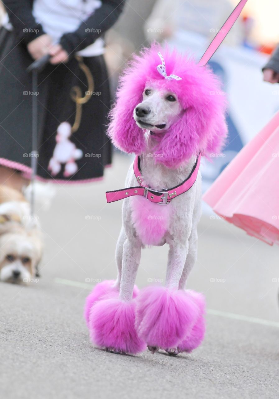 Pink poodle all ready for the sock hop