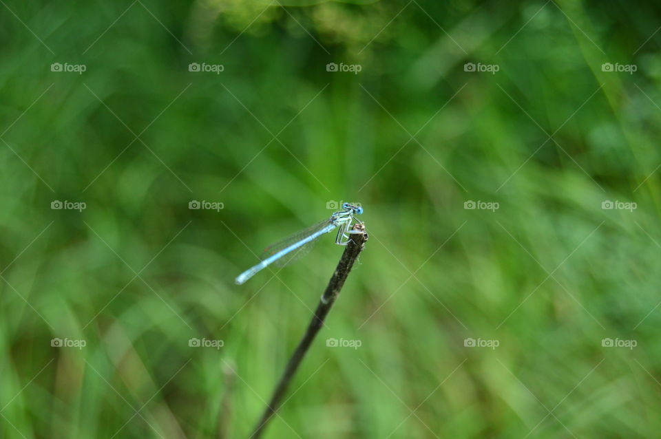 dragonfly