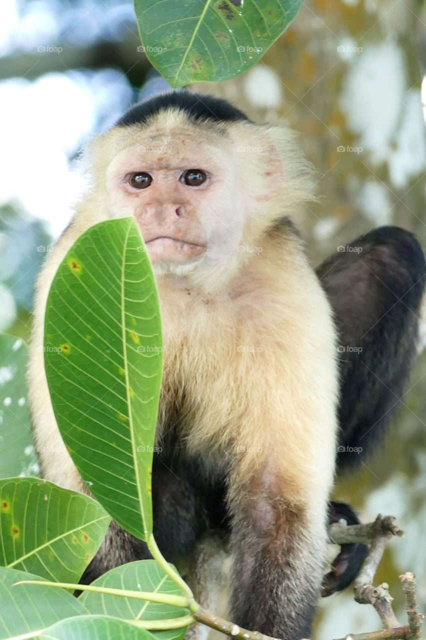 White face monkey