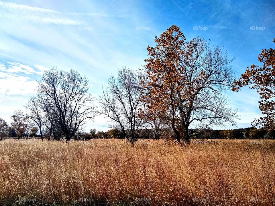 Beautiful autumn prairie grasses. Trees are losing they're leaves "Half Full". Smooth skies.