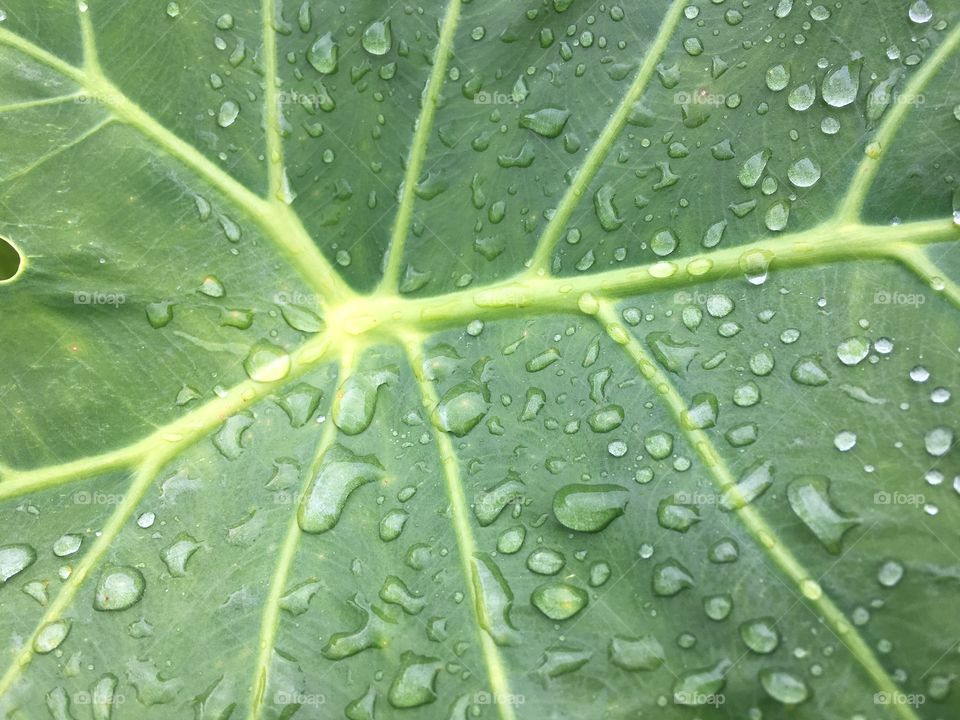 Morning dew on leaf