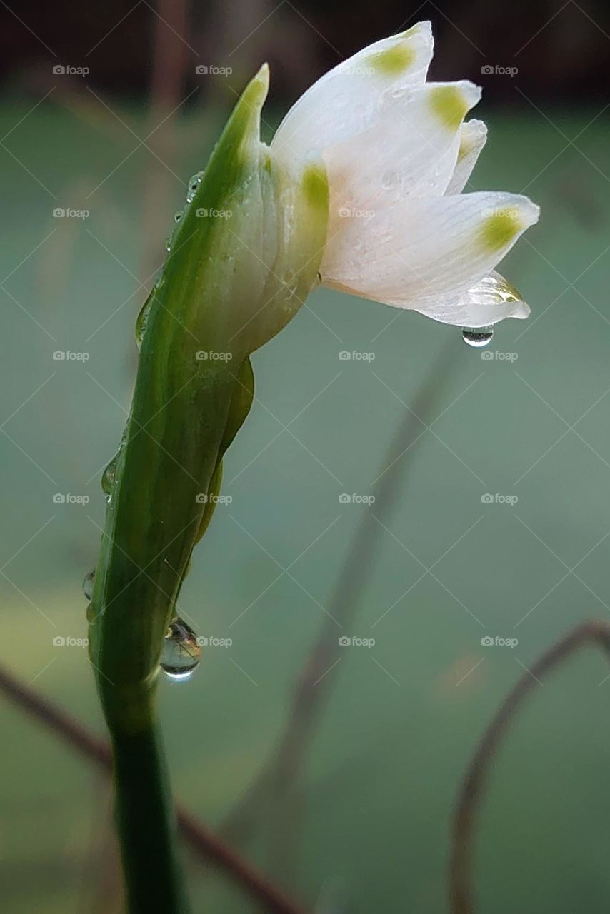 after the rain flower