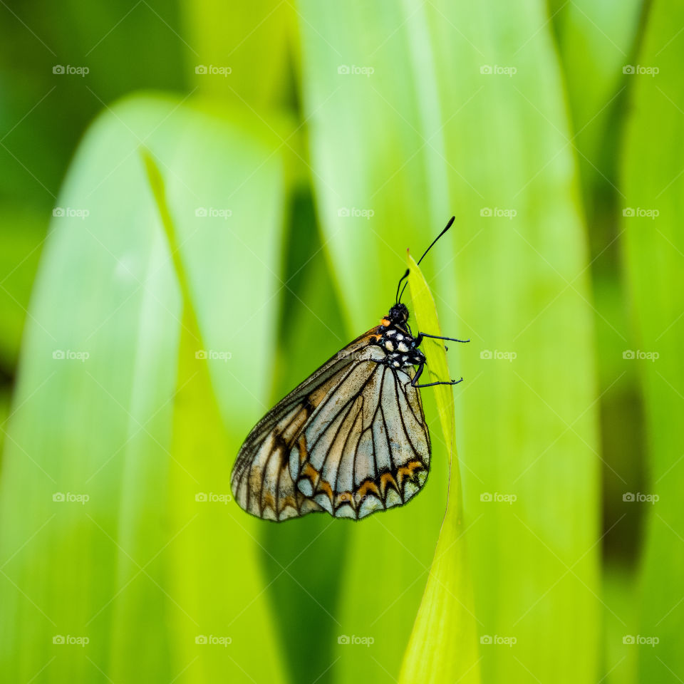 Closeup shot of a butterfly