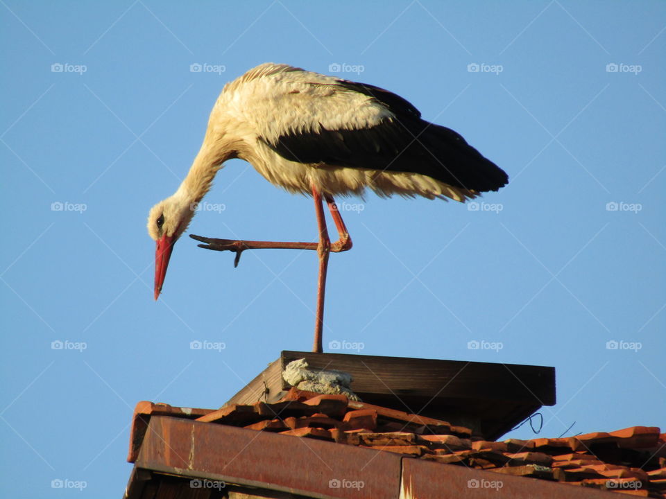 Stork on the roof with sunset