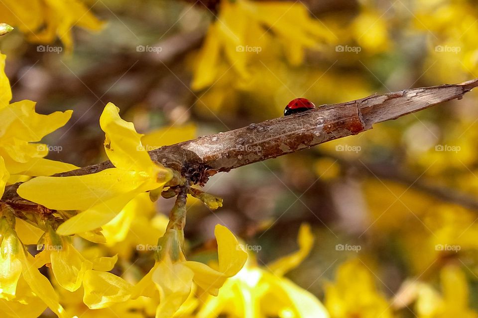 ladybug on the branch of a spring yellow blooming tree