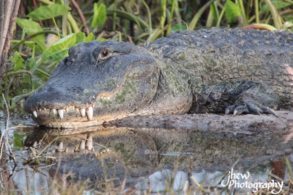 Florida Alligator