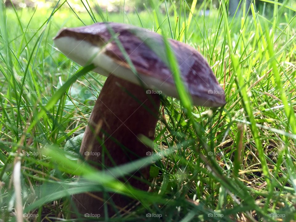 After a recent rainfall, a deep purple mushroom hides beneath the lush green grass in a field. 