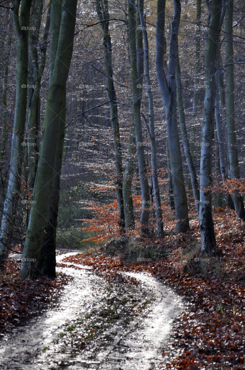 Wood, Leaf, Fall, Landscape, Tree