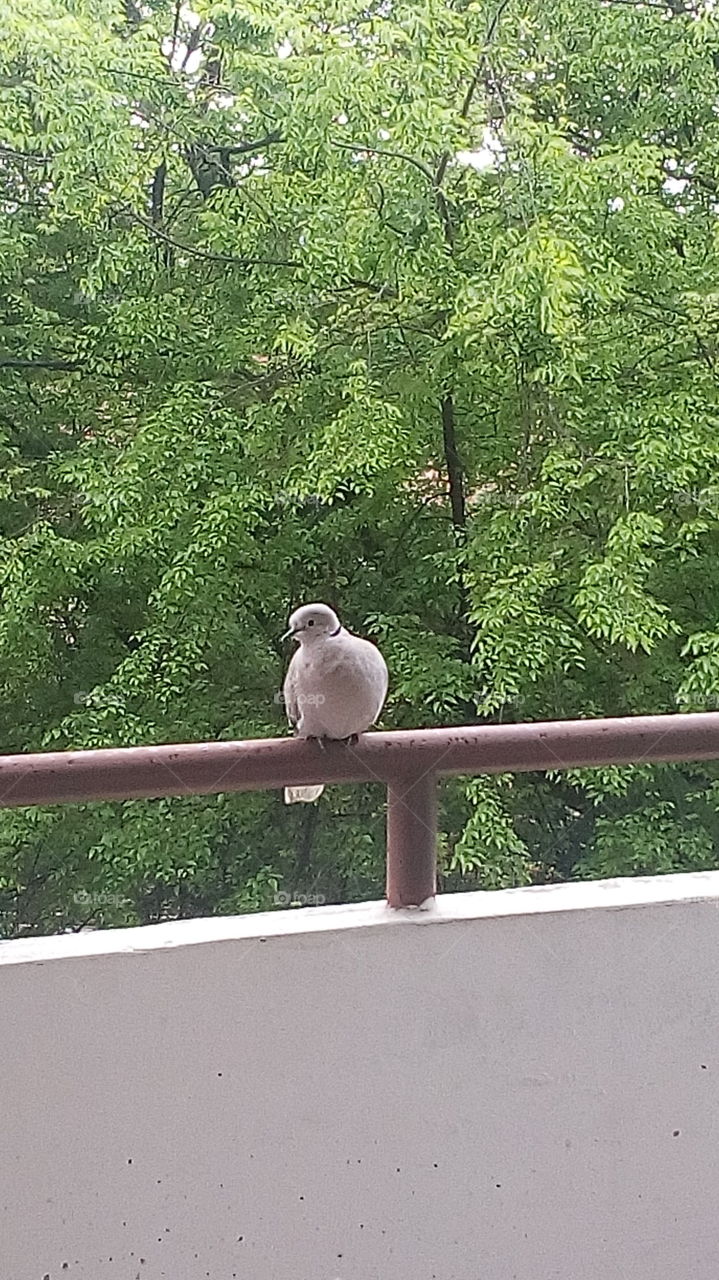 The Dove on the Balcony