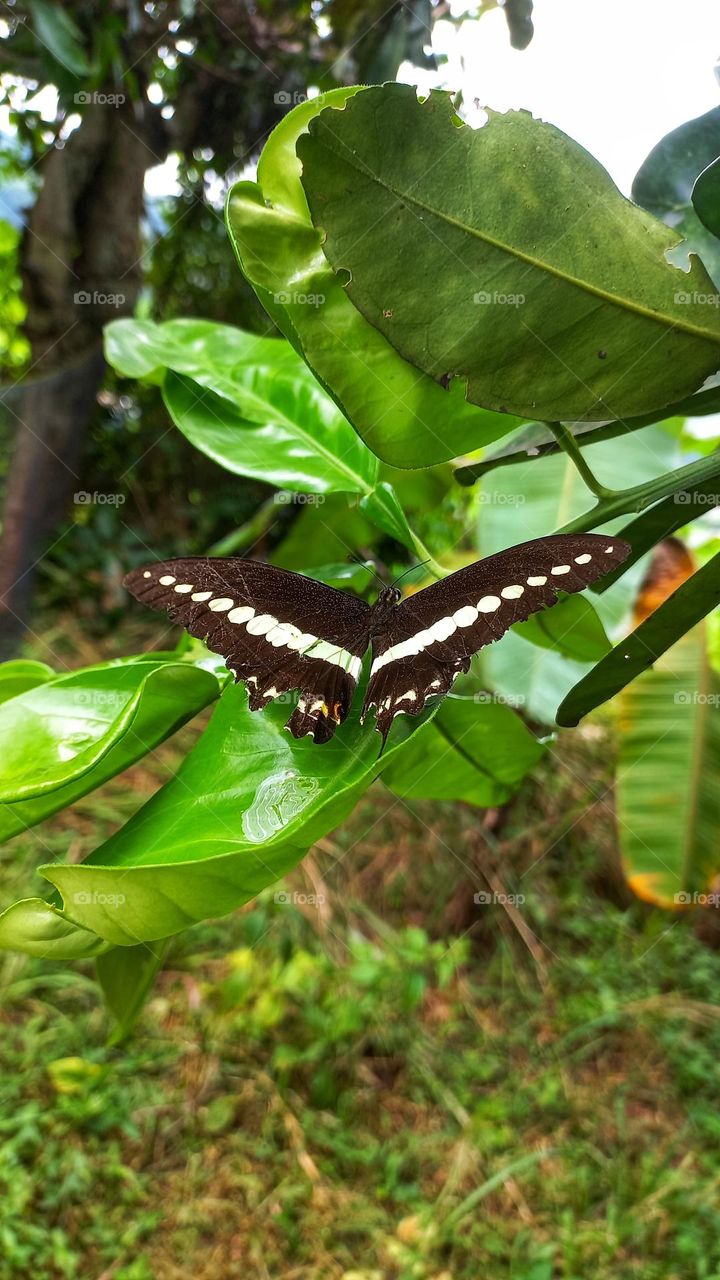 A beautiful butterfly sitting on an orange leaf
