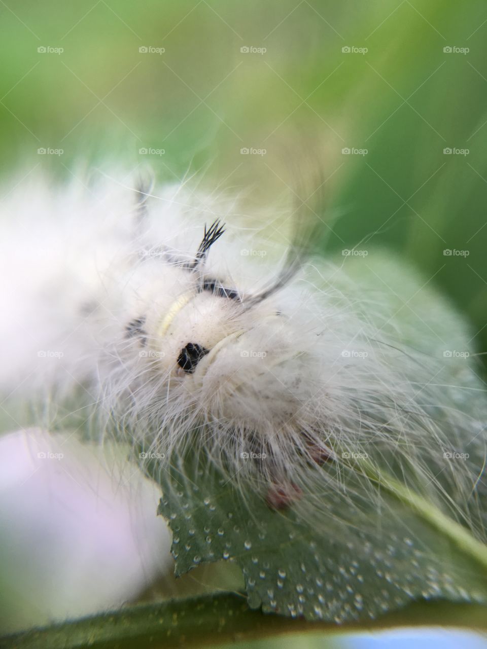 White caterpillar - poisonous