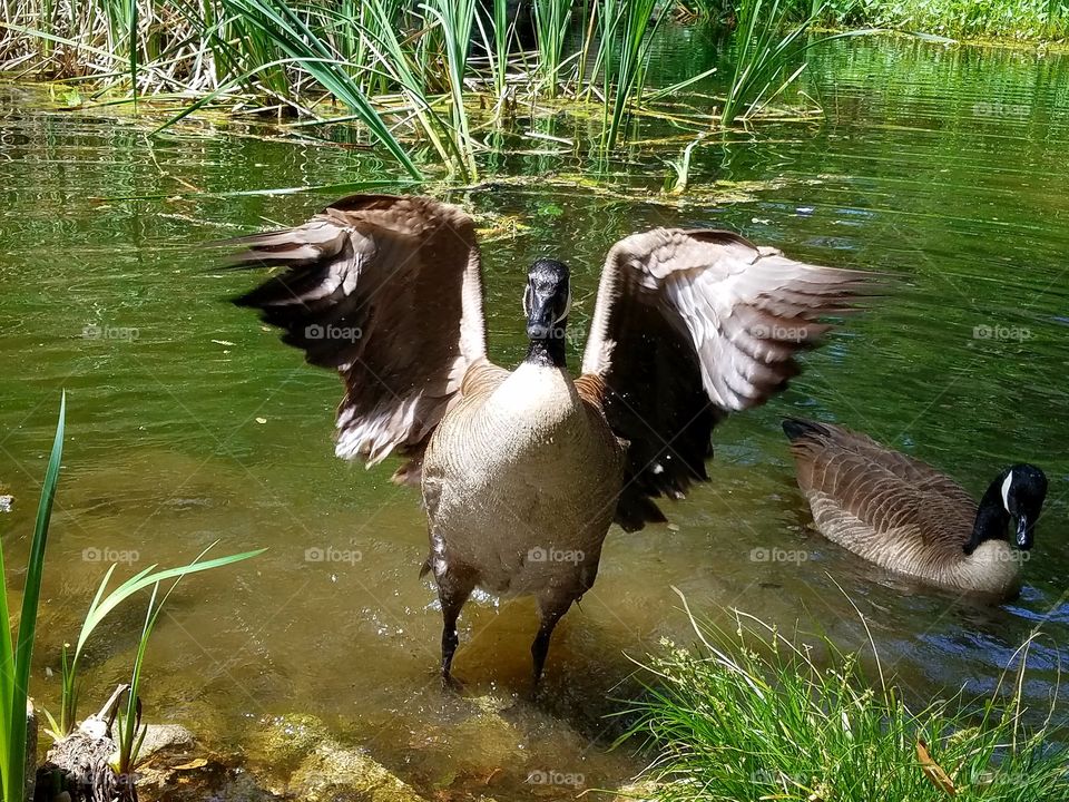 Goose Drying Off