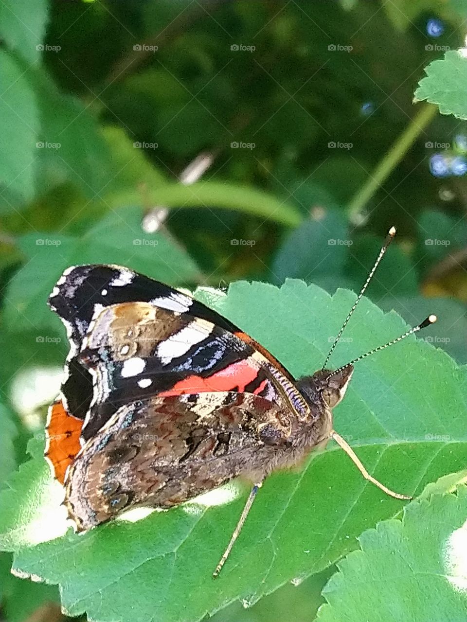 Beautiful butterfly