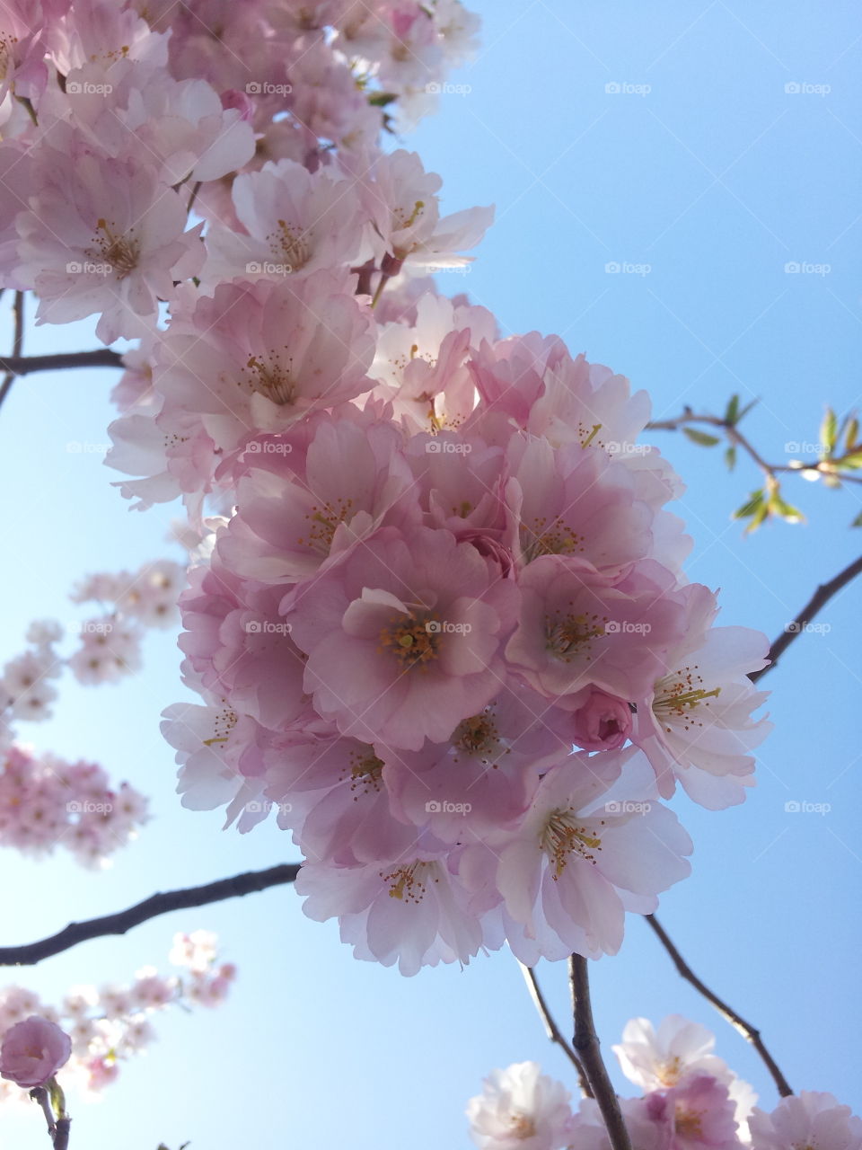 Low angle view of cherry blossom