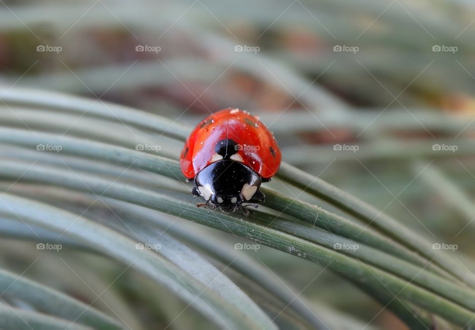 Ladybug