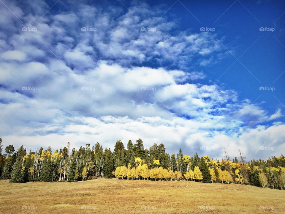 Tree line 