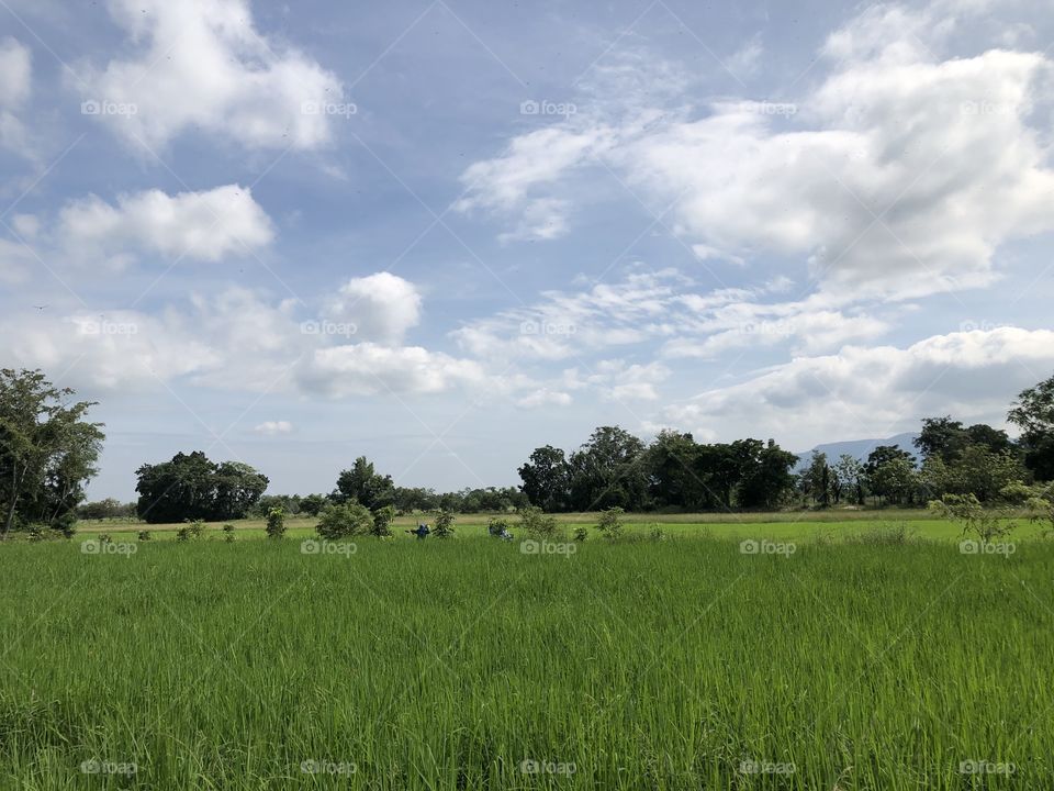 The green color stories, my field ( Countryside)