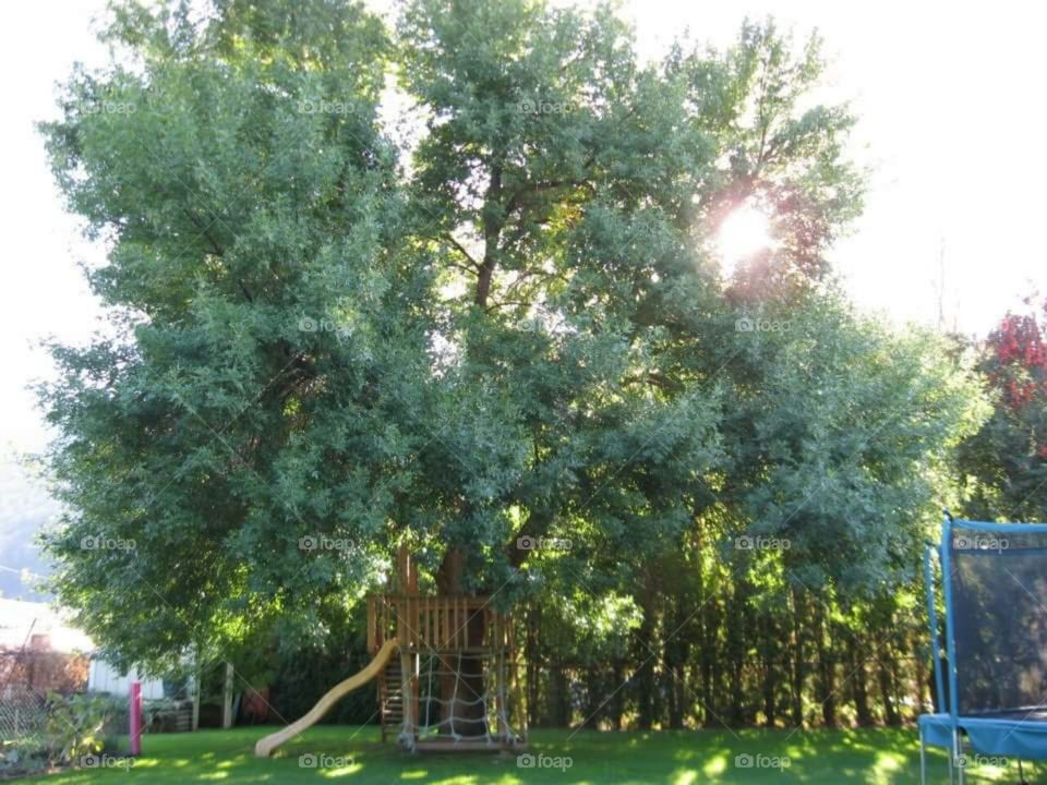 Backyard tree fort in grandfather green ash tree.