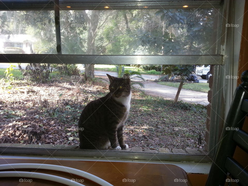 The neighbor's cat in our window