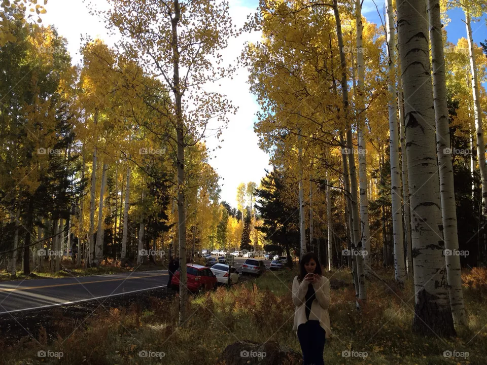 Fall, Tree, Leaf, Road, Wood